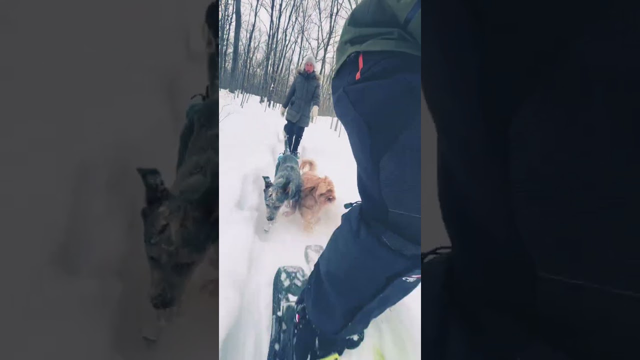 #maltipoo #blueheeler #australianshepherd #winteradventure #snowshoeing #explore  www.dogawalk.com