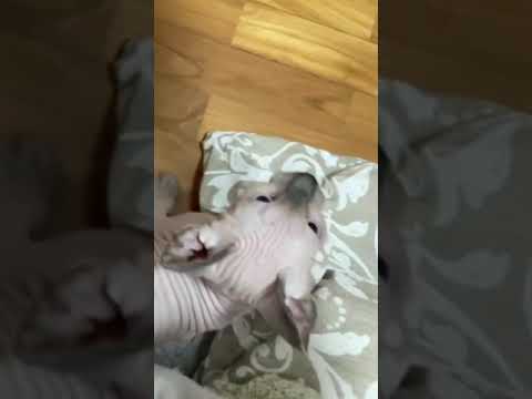 たまらん!!子猫の鳴き声ってこんなに可愛いのw w【スフィンクス猫】