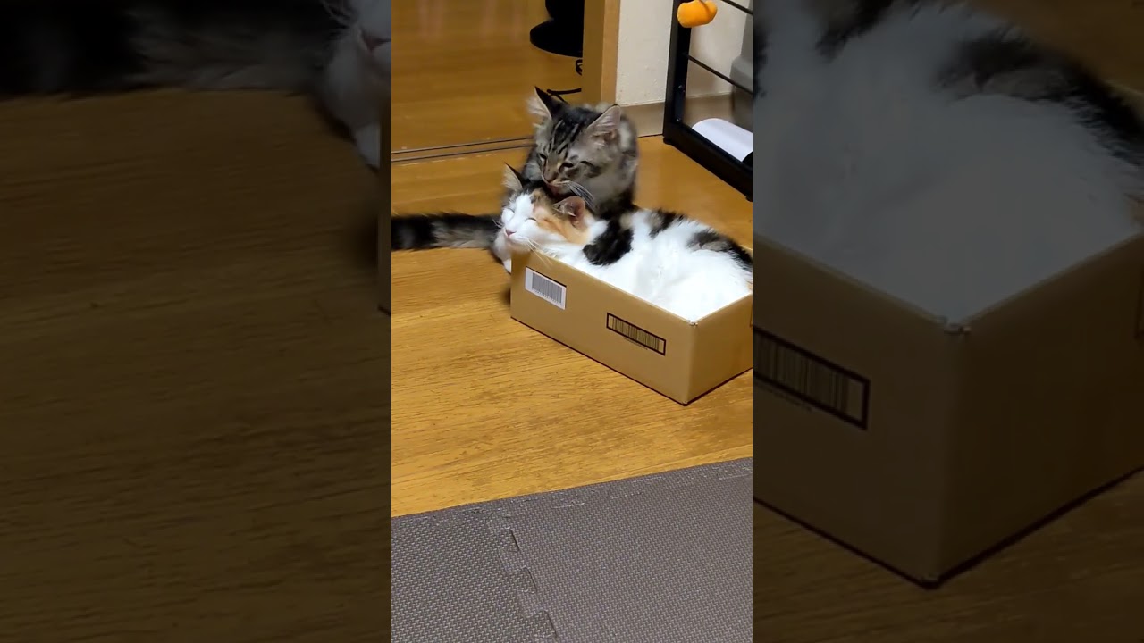 上下関係ハッキリしてます！#ノルウェージャンフォレストキャット #メインクーン #我が家の猫 #shorts