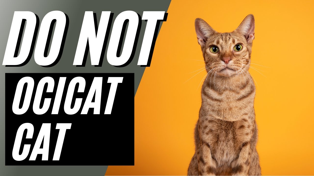 オシキャットを飼ってはいけない7つの理由