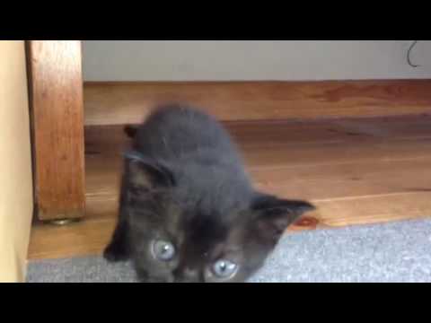 黒猫 ボンベイ赤ちゃん。鳴き声が可愛い♡ Black bombay cat（黒のボンベイ猫）