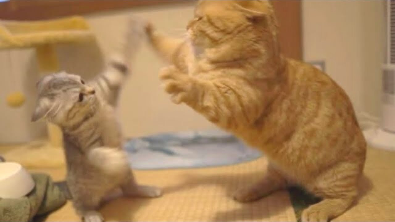 喧嘩するほど仲良しなマンチカンの茶々くんと子猫のポッポちゃん💓