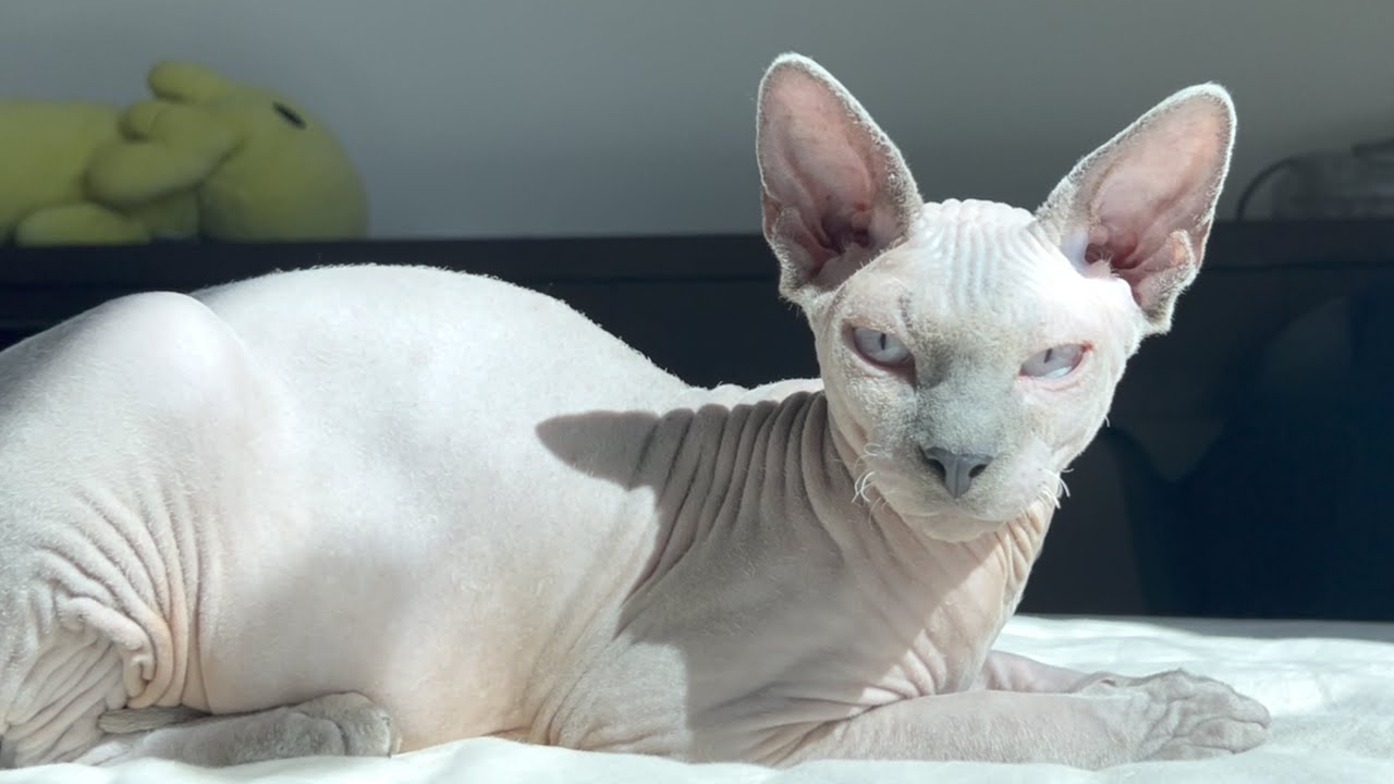 毛のない猫が好む場所とは？【スフィンクス猫】