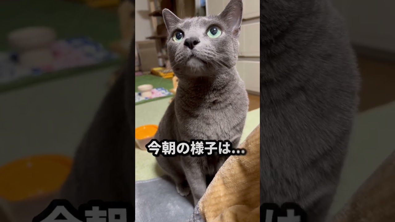 【ロシアンブルー】甘えん坊ポーズですアピールのめろん😊【猫】#shorts