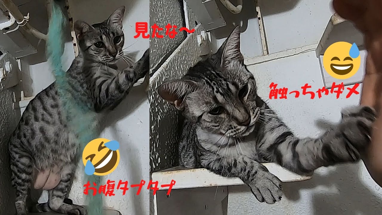 ご機嫌斜めなエジプシャンマウのイシス魅惑のお腹は触りたくなる bad mood Egyptian Mau