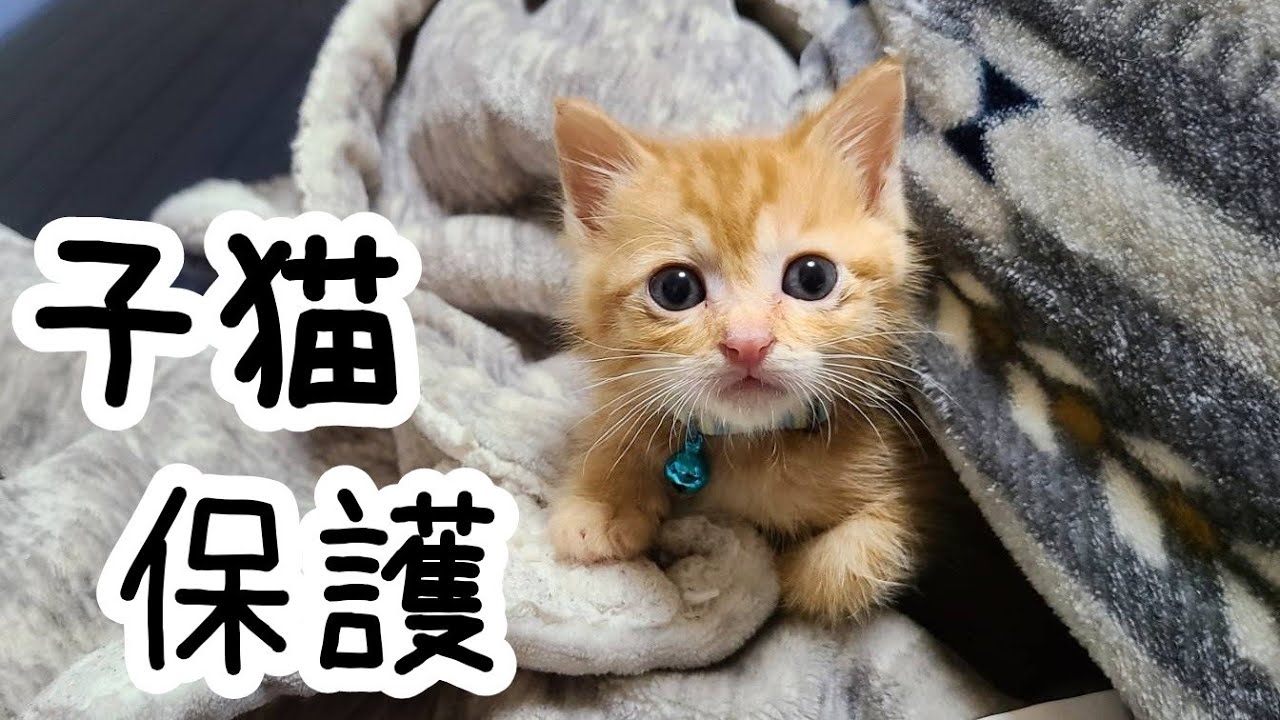 ダンボールに捨てられていた子猫を迎え入れました！【保護猫】we rescude a lost kitten！