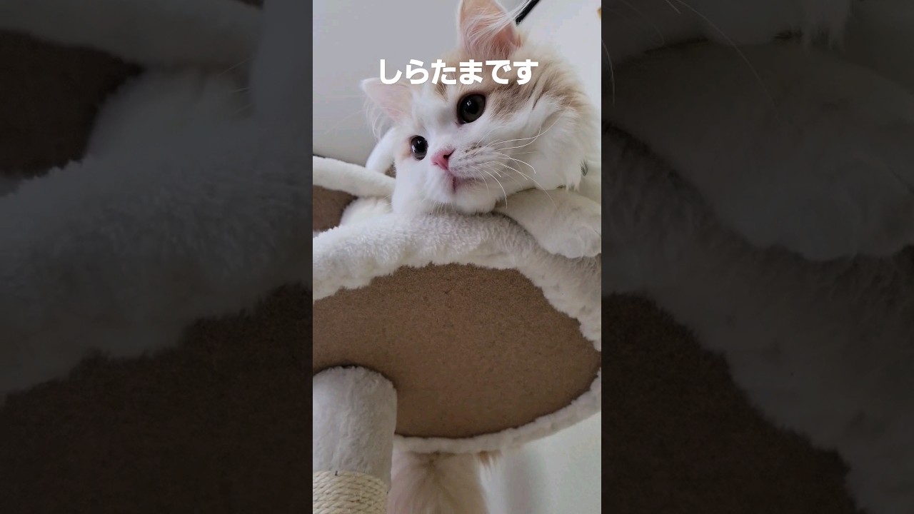【子猫】天使の〇〇やってみた猫#ラガマフィン #猫動画 #shorts #天使のウインク