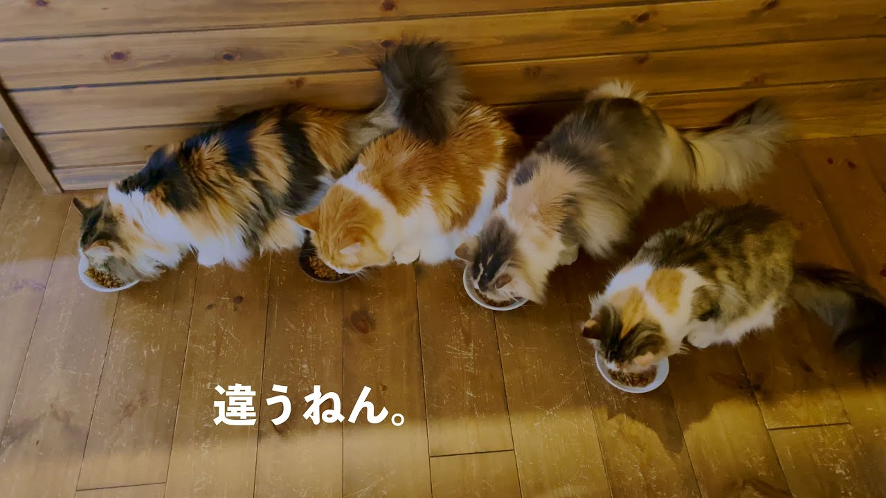違うねん、［ノルウェージャンフォレストキャットNorwegian Forest Cat］