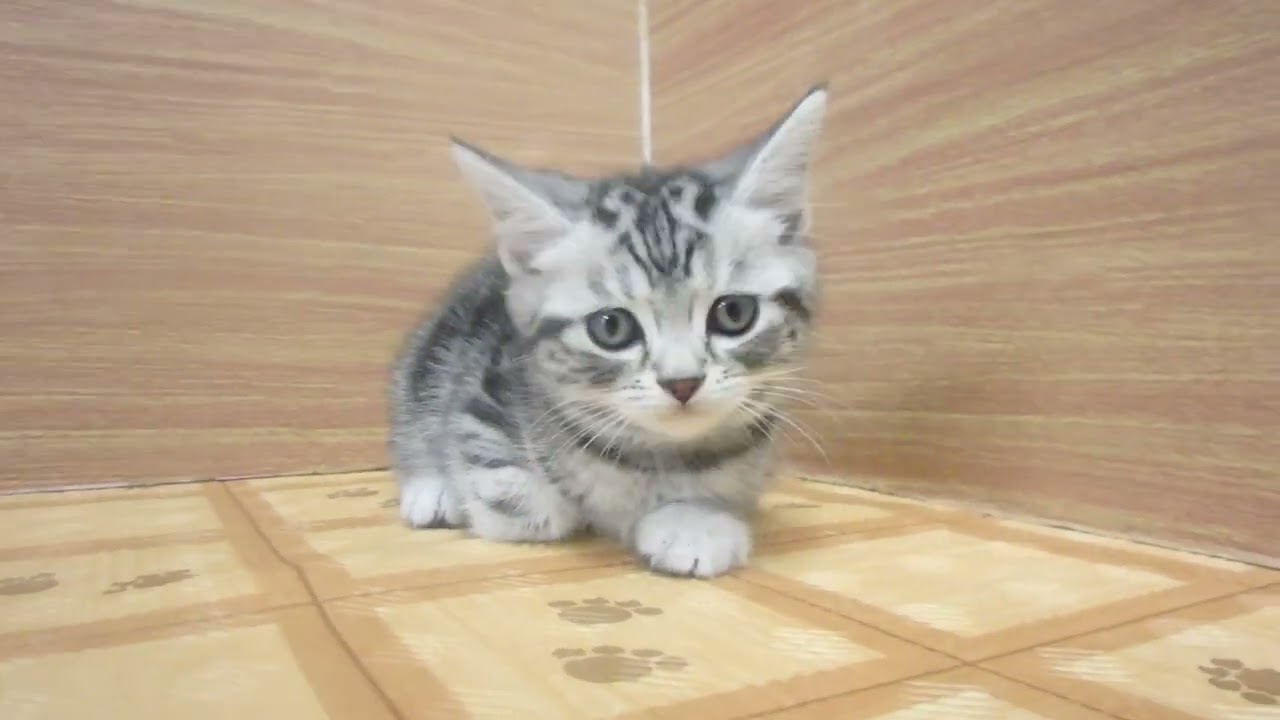 Coo&RIKU　No00616921 アメリカンショートヘアー