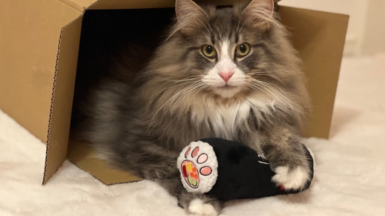 【節分】みんなは恵方巻き食べた〜？ノルウェージャンフォレストキャット❤︎