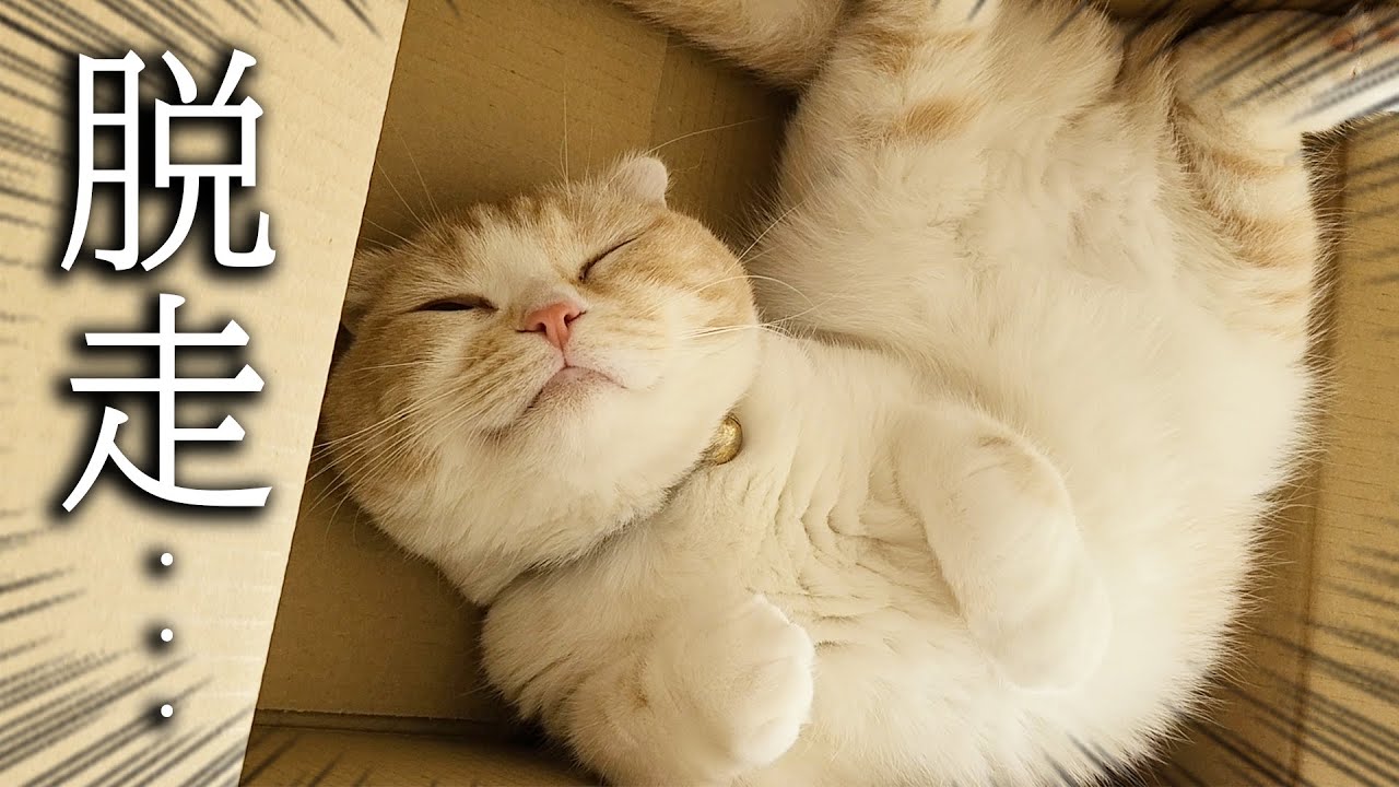 帰宅したらどこにも猫が居なくて探し回ったらこうなってた...
