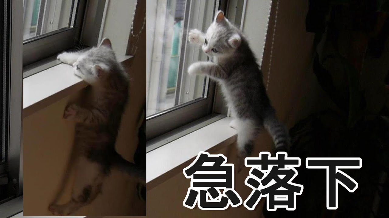 【ハプニング】窓際で歩いてたら急落下する子猫!! 【アメリカンカール】Happening!     The kitten fell through the window.[American curl]