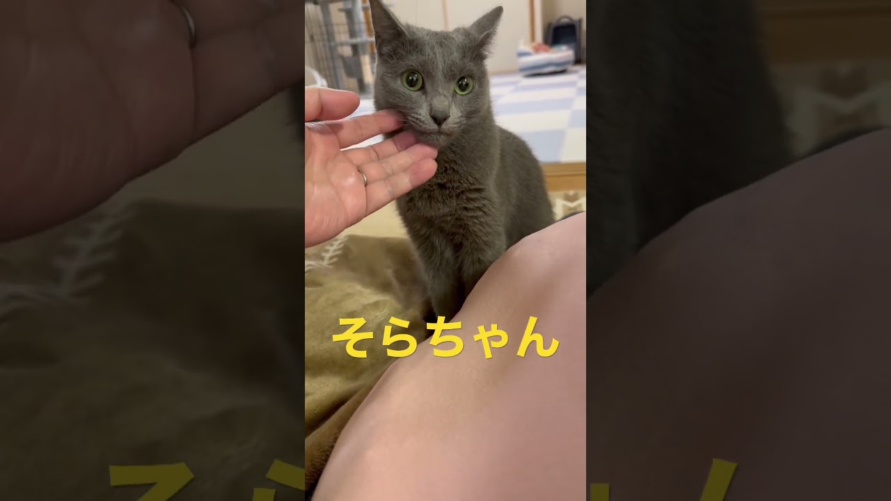 朝は機嫌が悪い猫（ロシアンブルー）#shorts