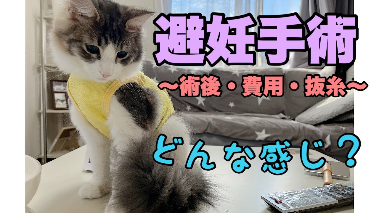 【生後6ヶ月目】避妊手術後の様子・抜糸・費用について#ノルウェージャンフォレストキャット