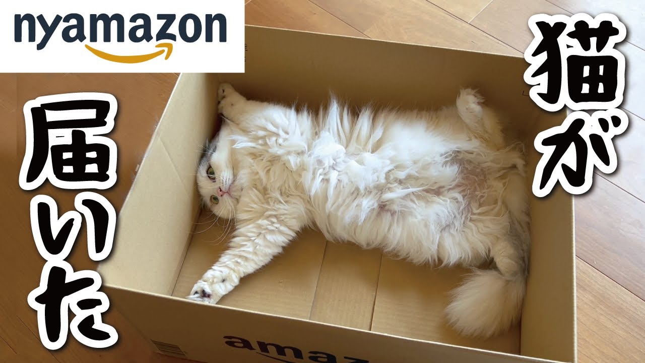 Nyamazonから猫が届きました【関西弁でしゃべる猫】