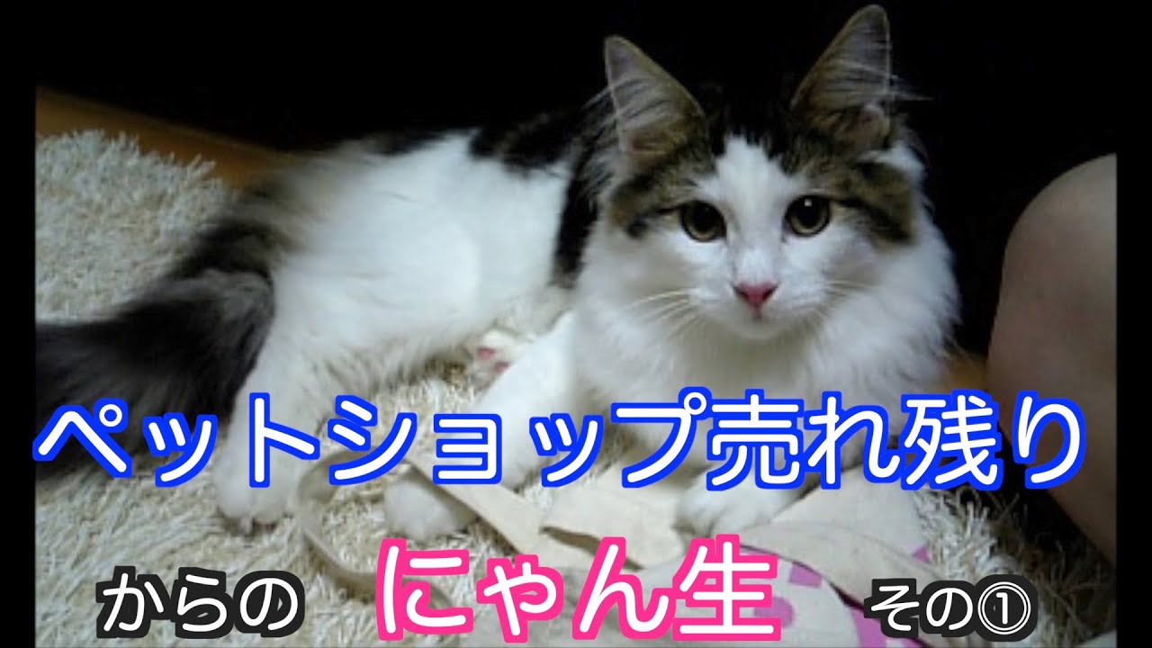 ペットショップ売れ残りからのにゃん生　ノルウェージャンフォレストキャット