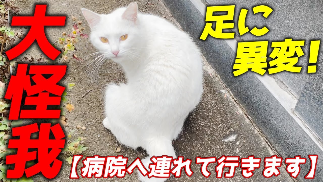 【ご報告】庭子猫が足に大怪我を！直ぐに病院に連れて行きます！[三毛母猫の子猫]
