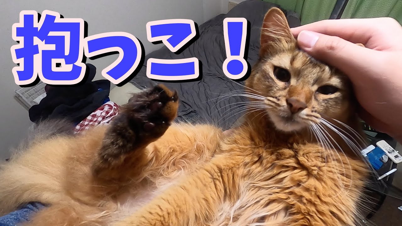 甘えん坊の可愛すぎる猫を抱っこする！【ソマリ】