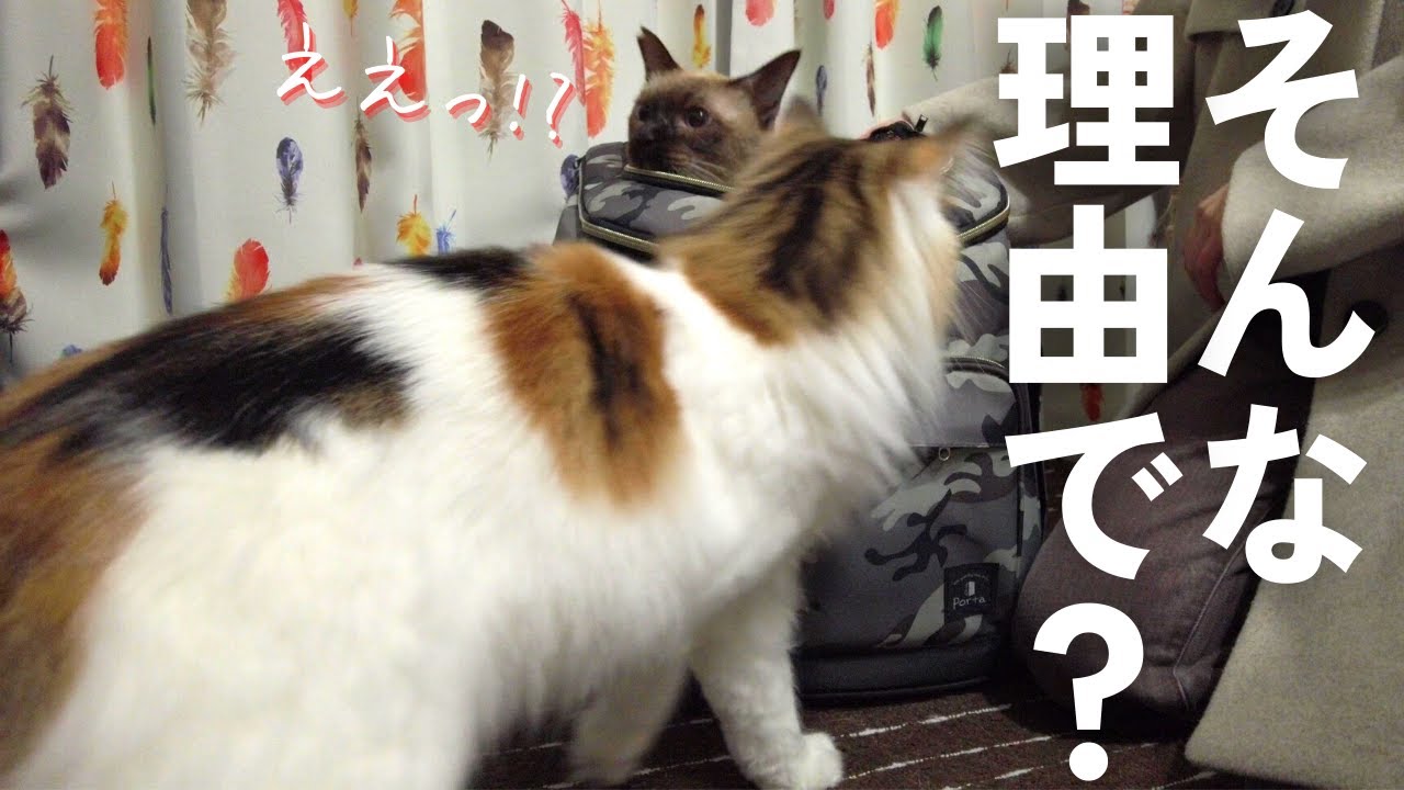 とある理由で動物病院へ。【保護猫/シャム猫/シャムミックス・ノルウェージャンフォレストキャット】