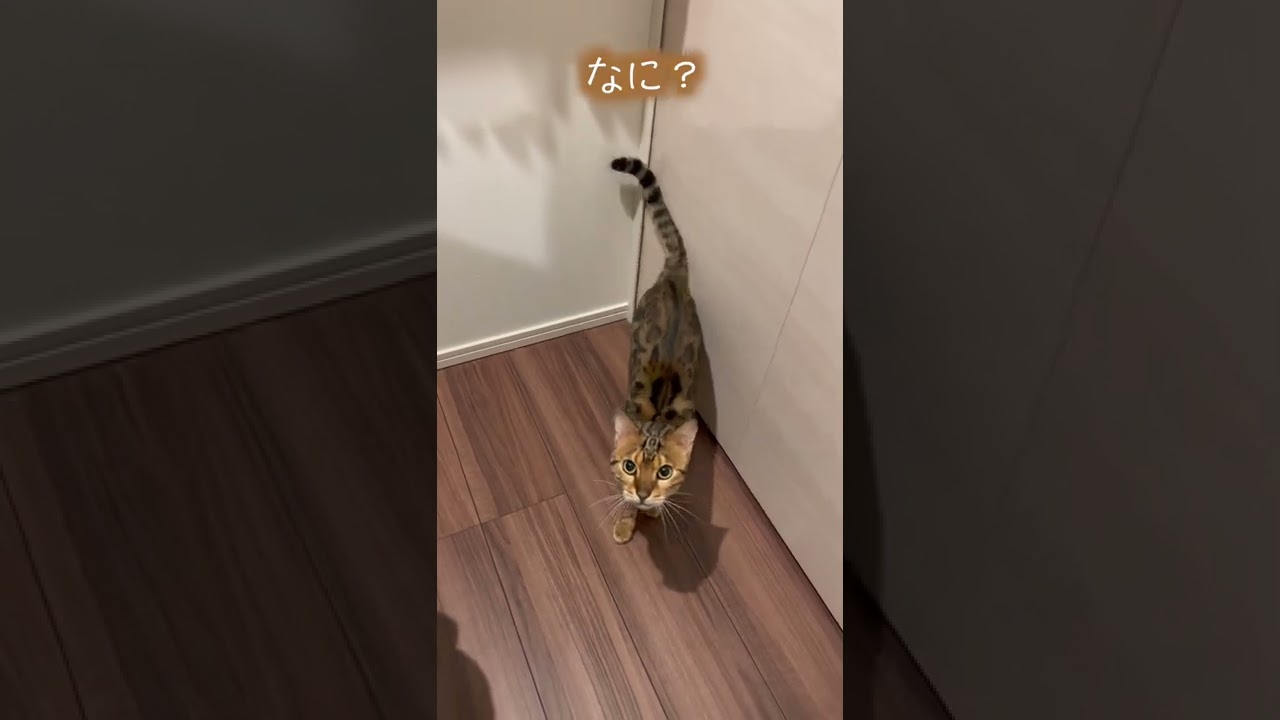 媚び売りがプロ級の猫さん