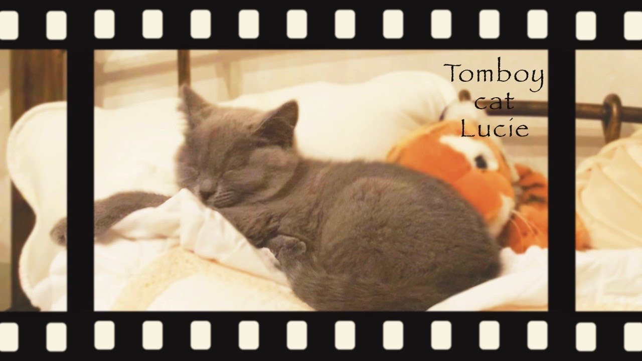 お迎え初日のシャルトリューの子猫の様子がかわいいのです