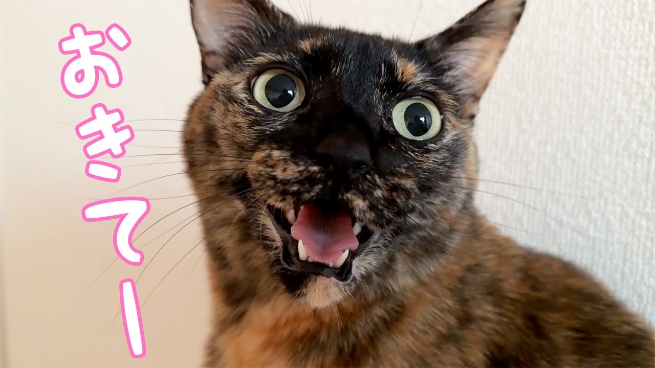 ママを起こしに来る朝ごはん前の猫たち