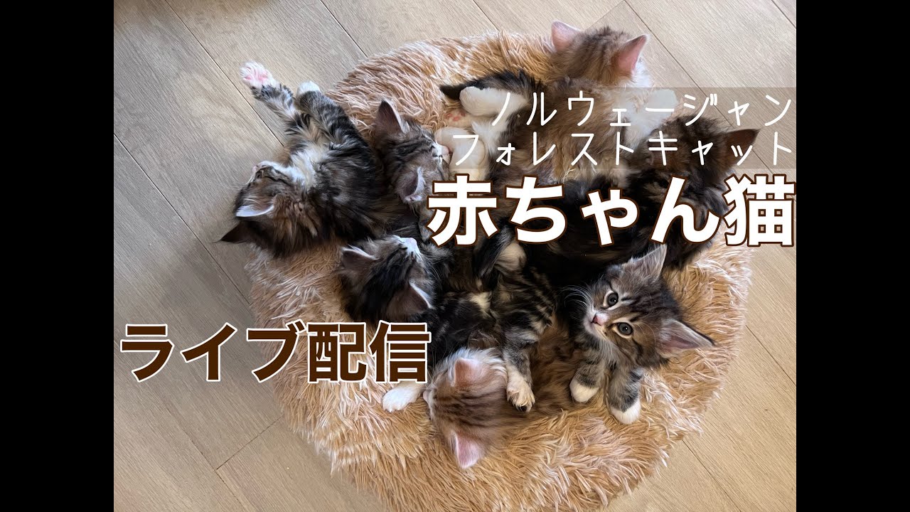 ノルウェージャンフォレストキャットの子猫たくさんのライブ配信です！