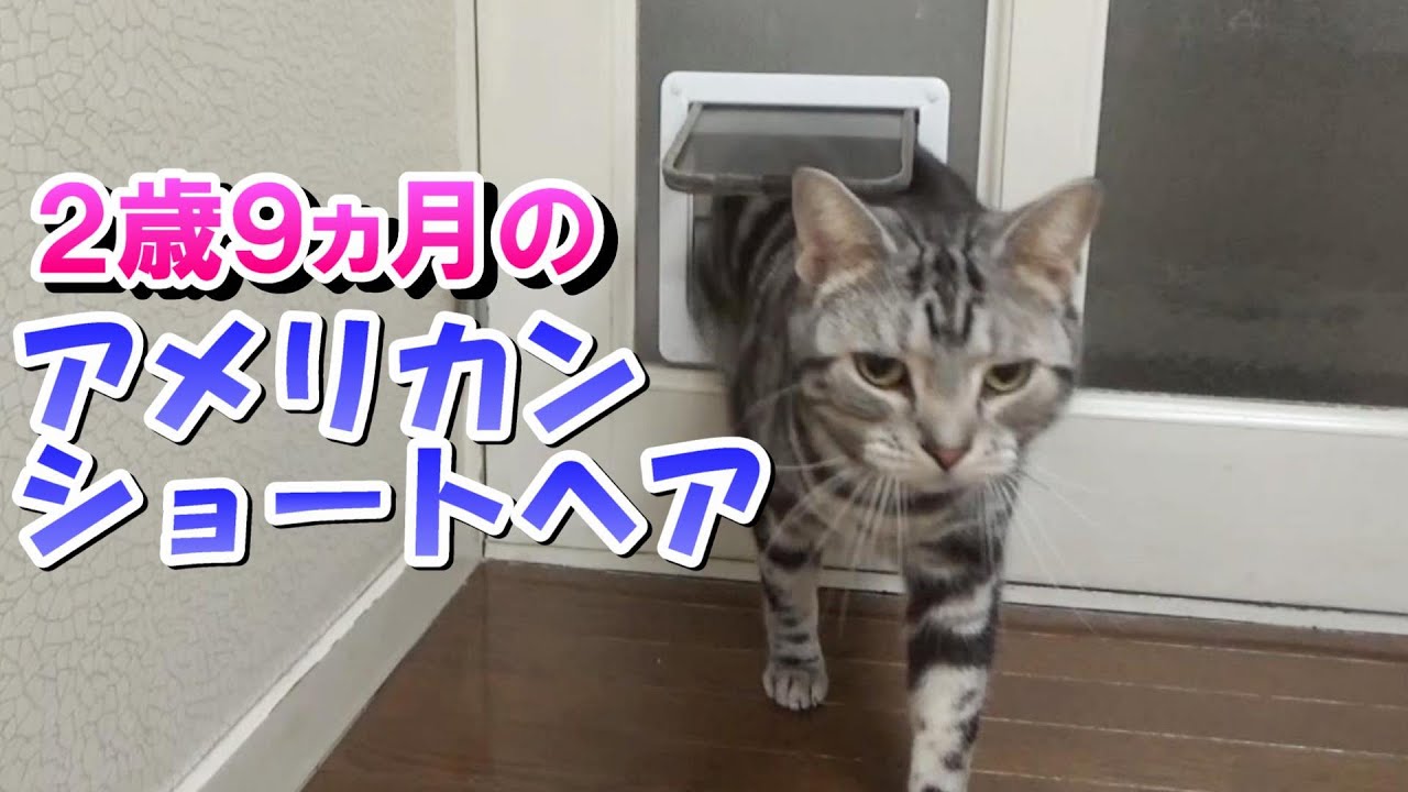 ２歳９ヵ月の様子（アメリカンショートヘア）