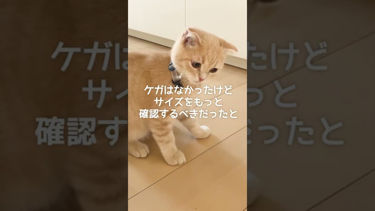 【注意！】サイズの合わない首輪は危険です【スコティッシュフォールド】#shorts #かわいい #子猫