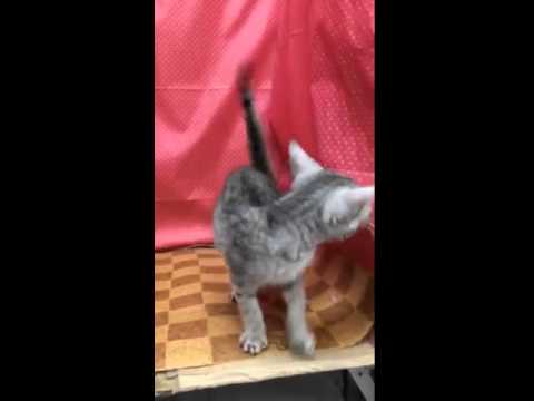 ペットショップCoo＆RIKU　00268757　エジプシャンマウ