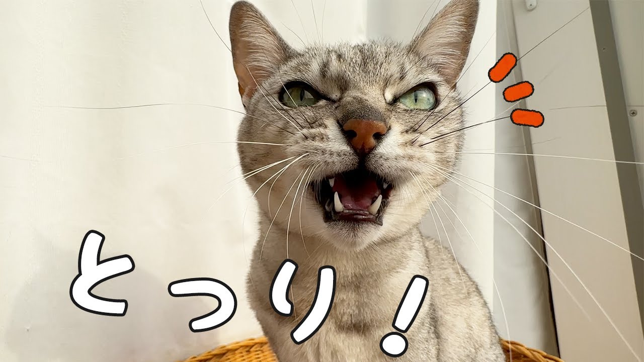 朝から鳥さんを見つけて忙しいマロちゃん