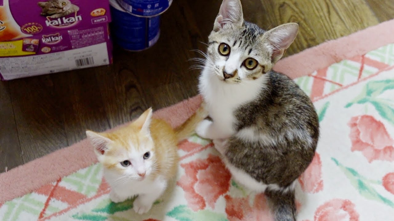 おやつのおねだり方法を教えるようになった子猫…笑