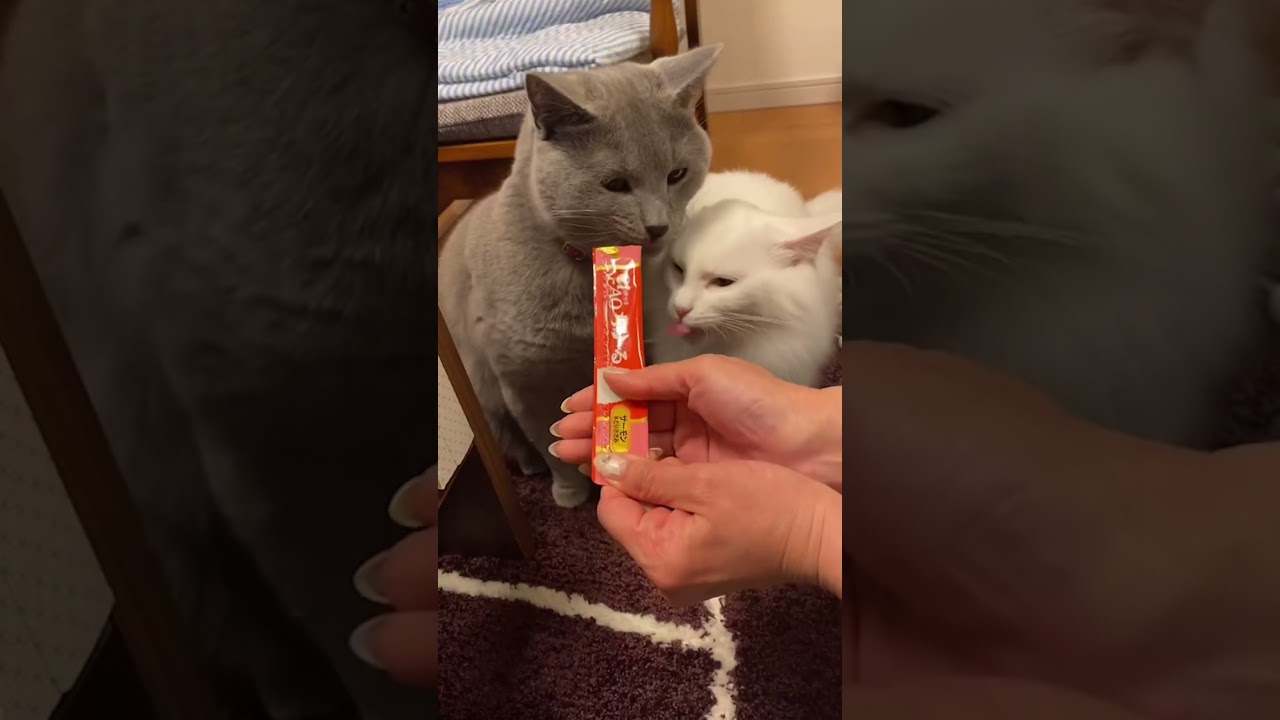 #シャルトリューの日常 #HANA🌺 #もっち