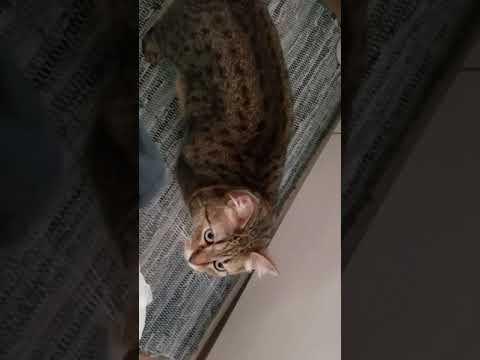 エジプシャンマウのパズー。遊んで欲しいのか？甘えています