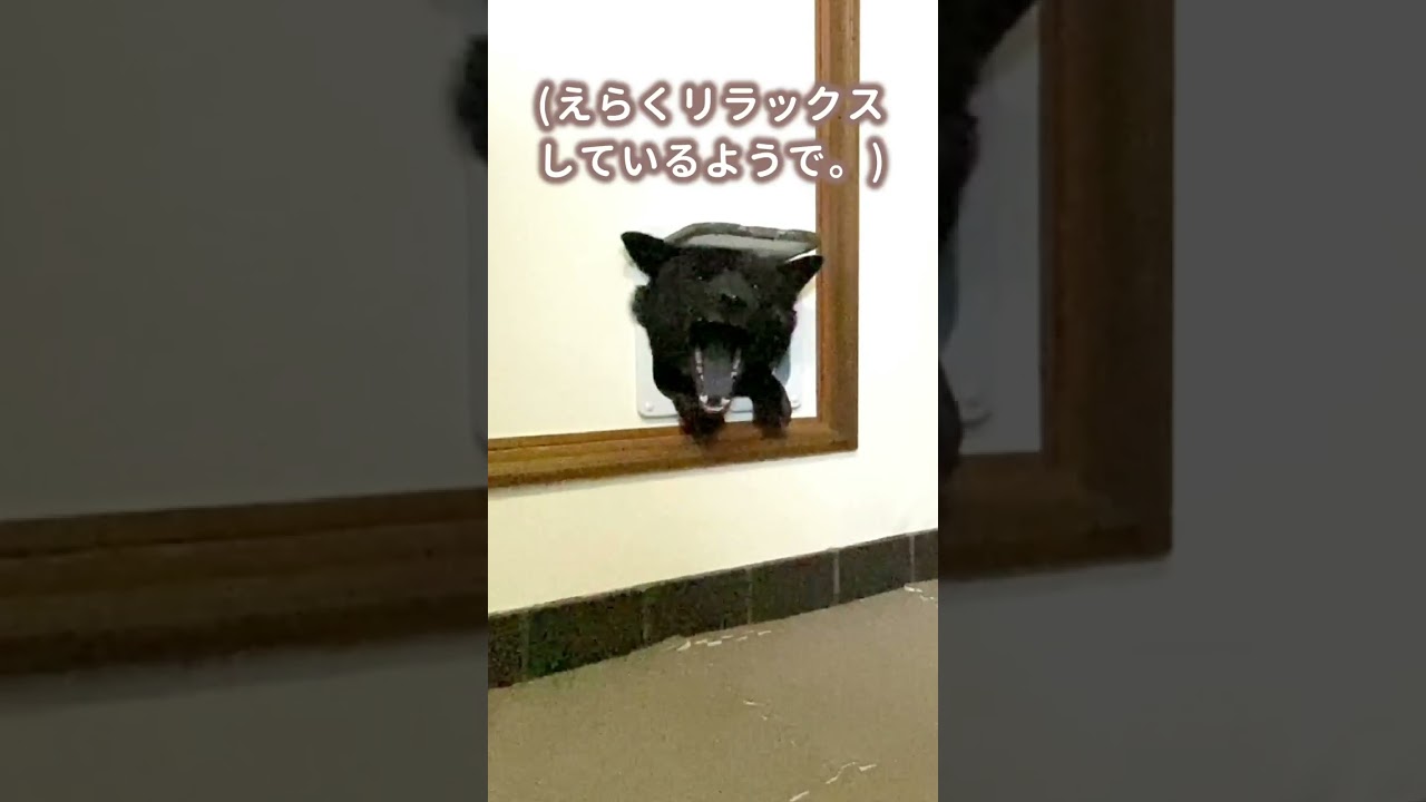 【甲斐犬】猫用のキャットドアをしれっと利用する犬
