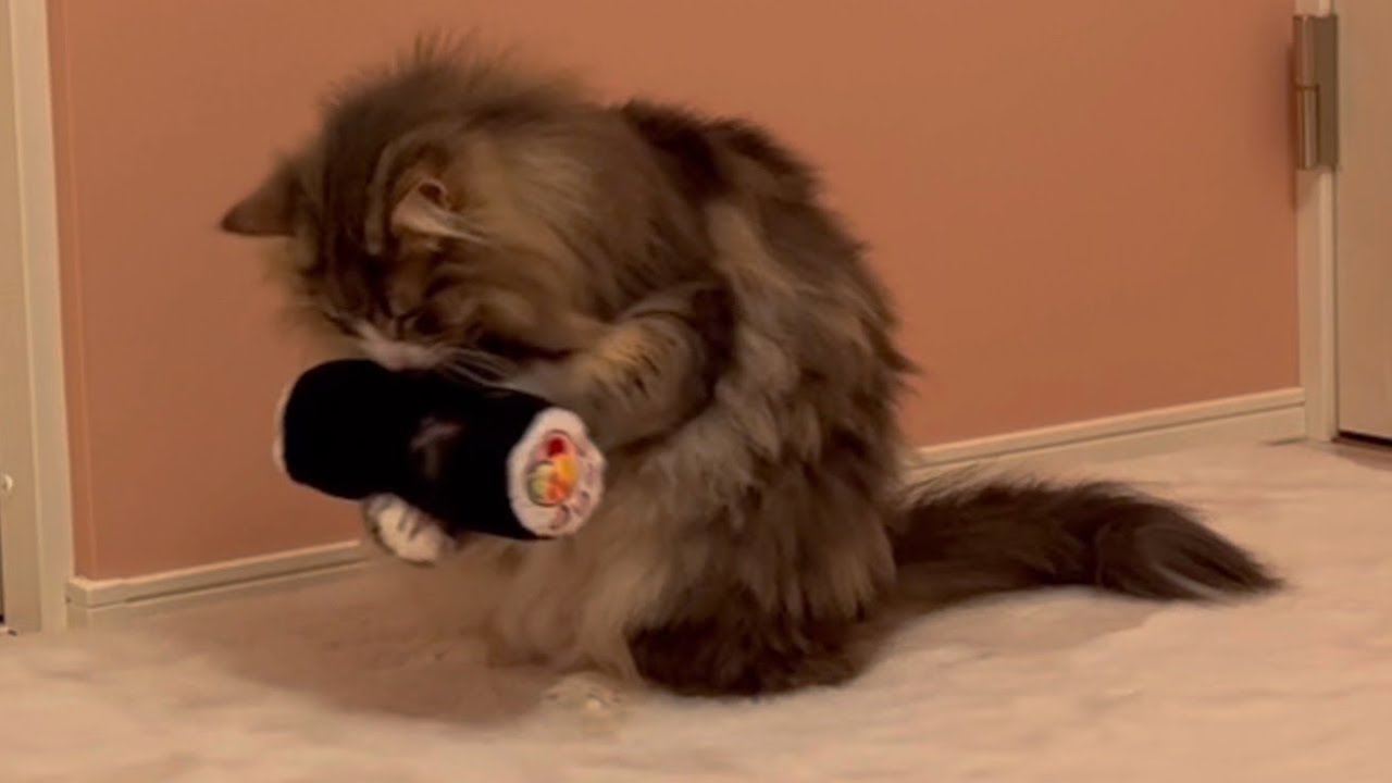 【可愛い】恵方巻きで遊ぶノルウェージャンフォレストキャットまとめ♪