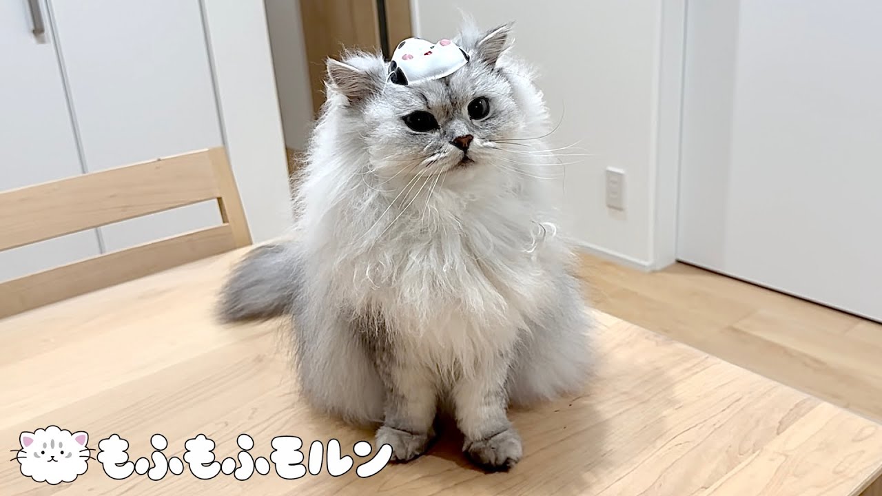 節分に福を招く猫に訪れるハプニング 【サイベリアン】