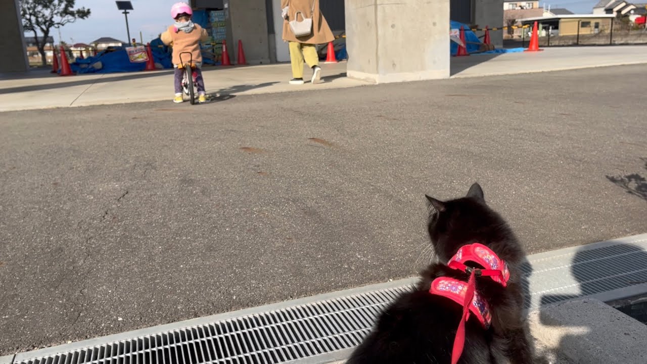 公園で自転車の訓練をする娘を見つめる猫　ラガマフィン　A cat staring at a daughter who trains her bike in the park