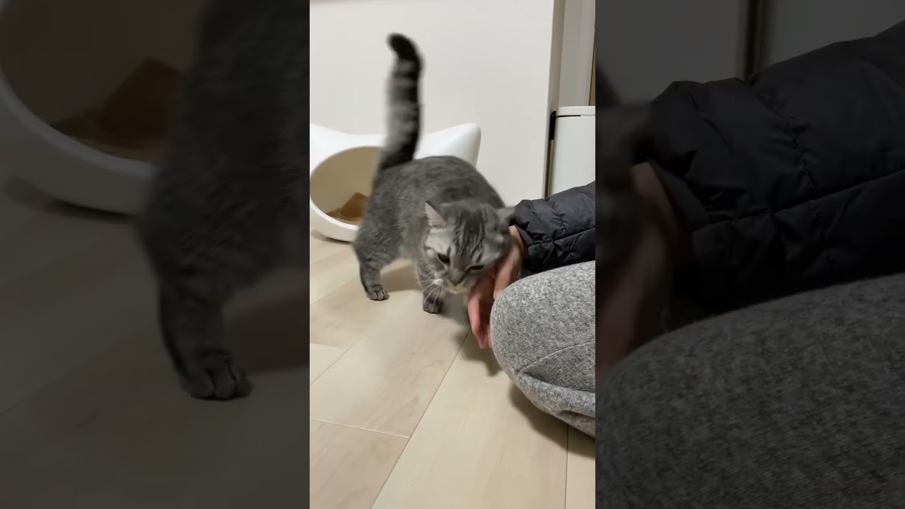 ご飯のおねだりが可愛すぎたwww #shorts #猫 #マンチカン #cat #kitty