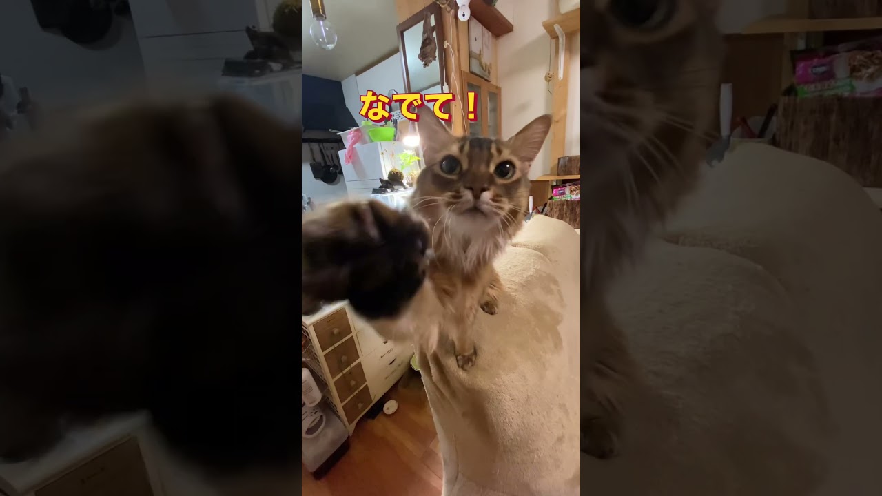 アピールは誰にも負けない！◉ソマリ猫