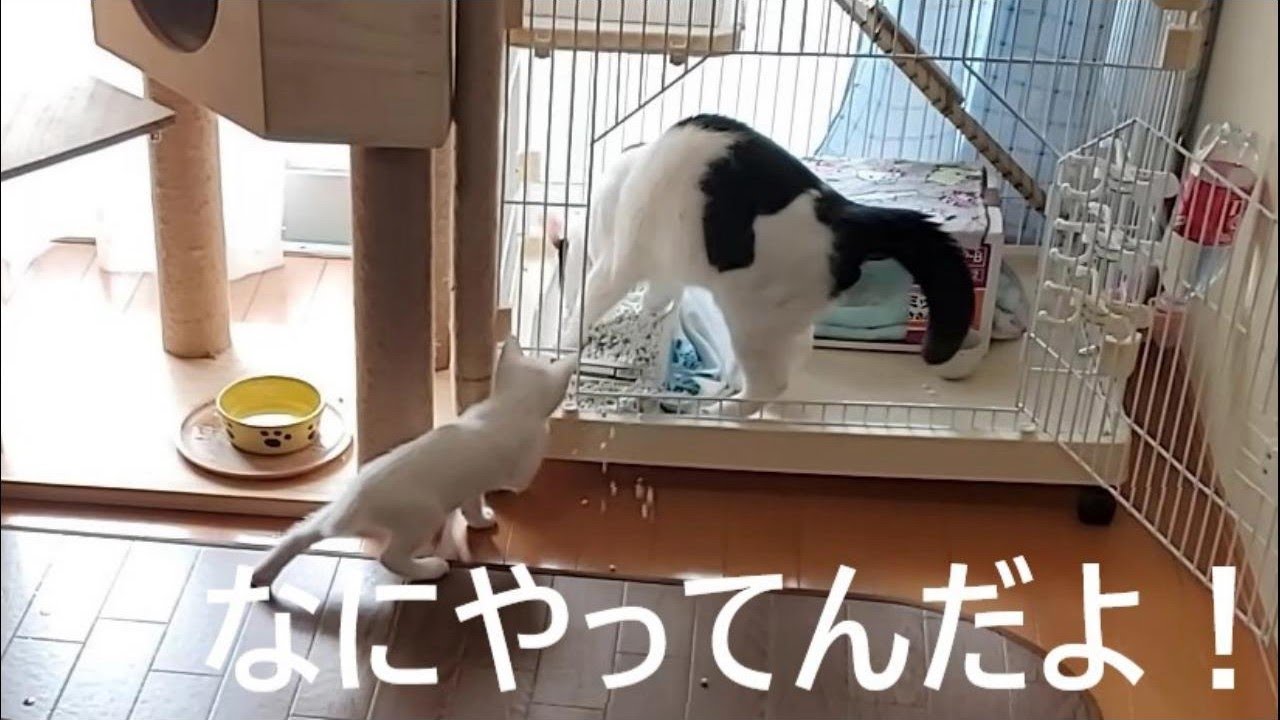 兄猫にトイレをぶっ壊されて、子猫激おこ！。【2022.10.21】