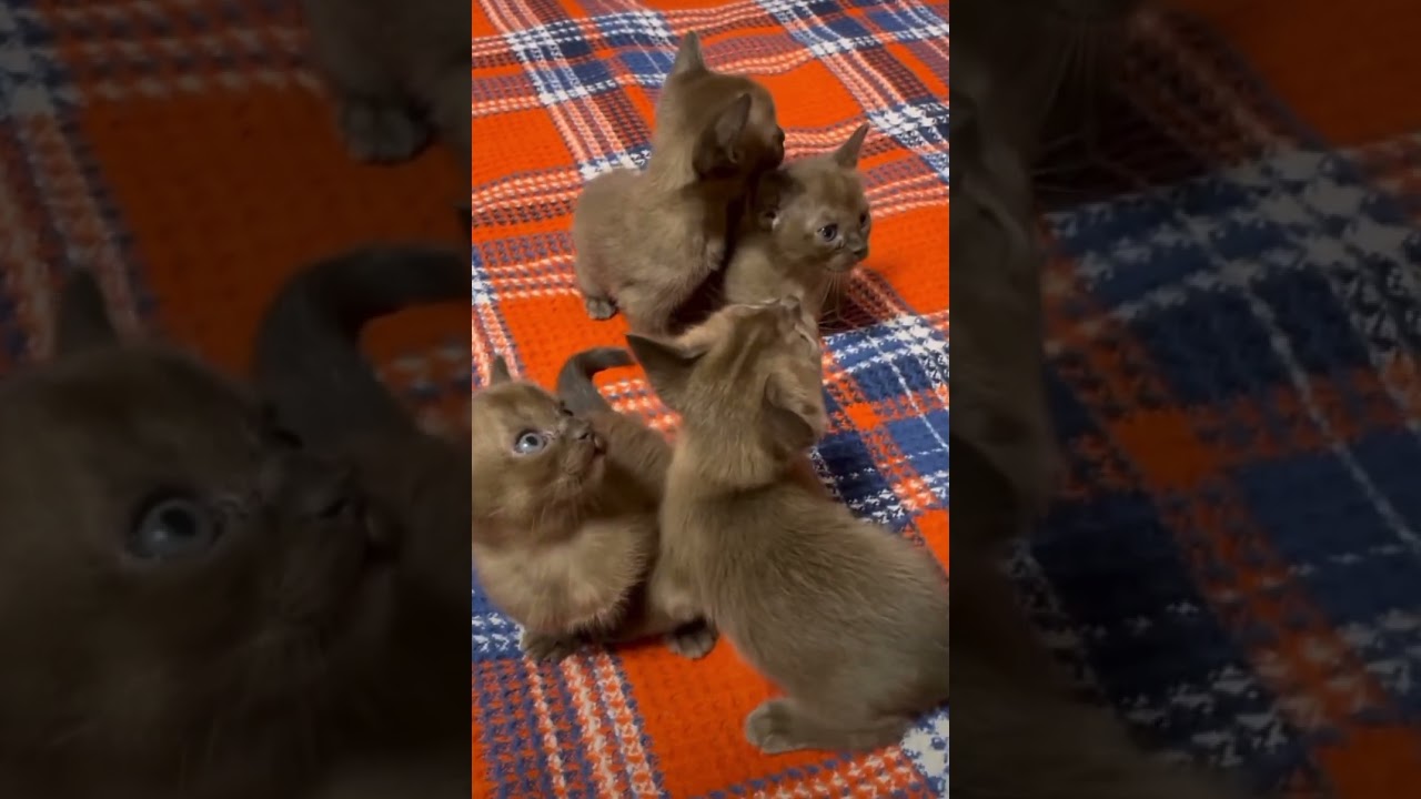 Sweet Kittens ❤️