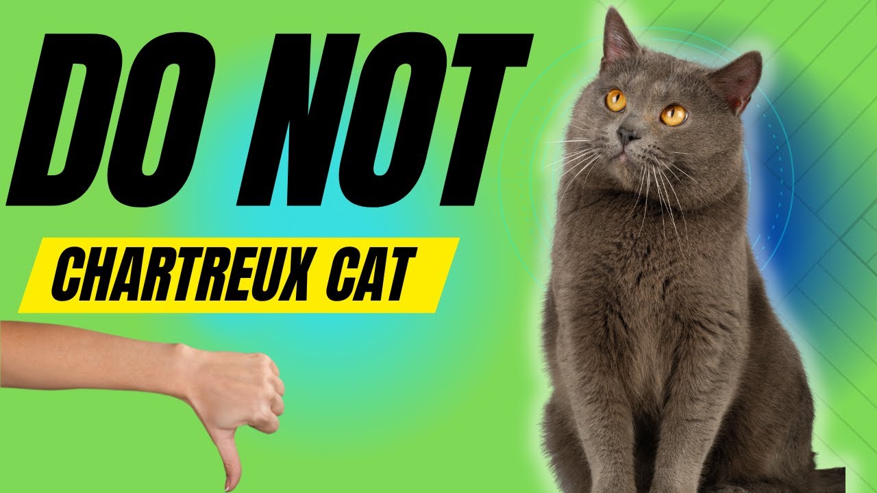 シャルトリュー キャットを飼うべきではない 7 つの理由