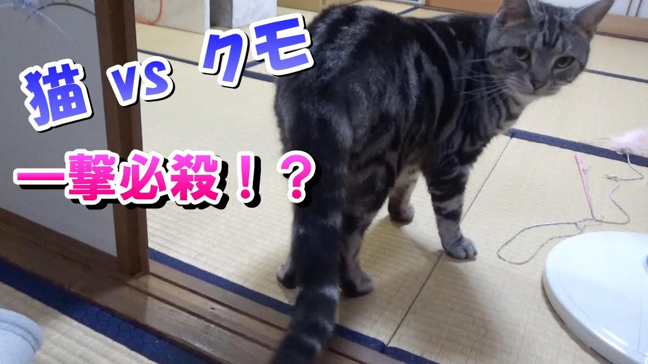 猫vsクモ（アメリカンショートヘア）