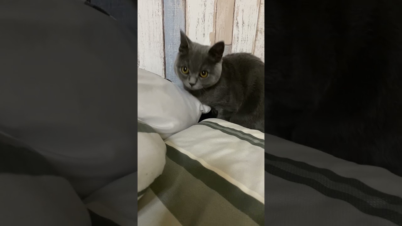 布団に挟まっているのは… #shorts #猫 #子猫 #cat #可愛い #cute #癒し #animal #動物 #kitten