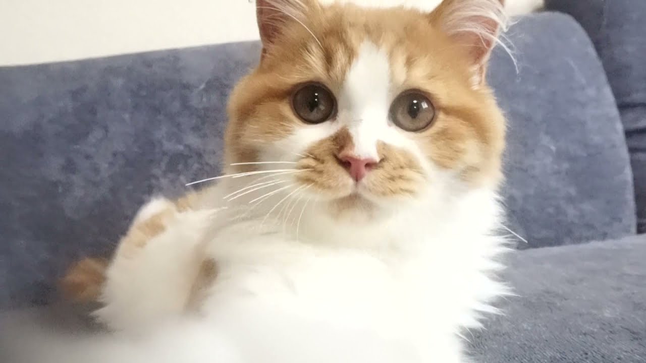 セルカークレックス子猫　2022.1.21産まれ　レッドタビー&ホワイト　男の子　シーダキャット猫のお店