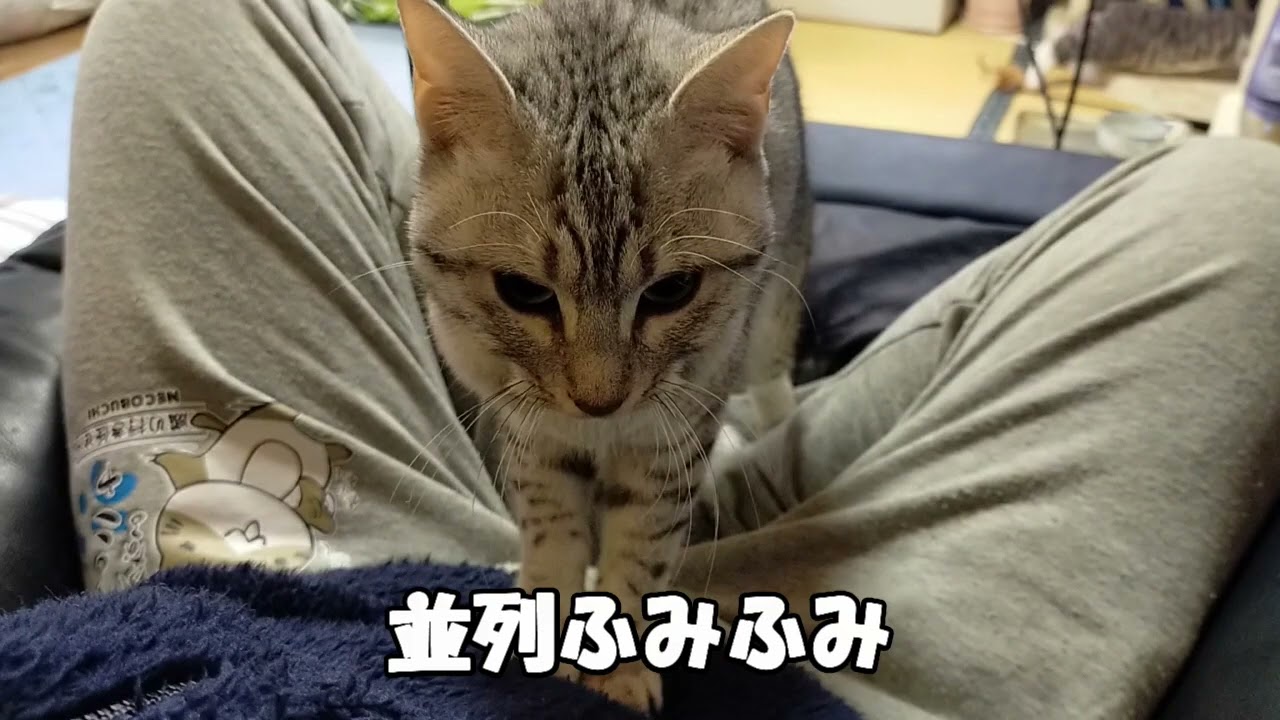 【エジプシャンマウはる】　ふみふみから就寝　（猫動画）