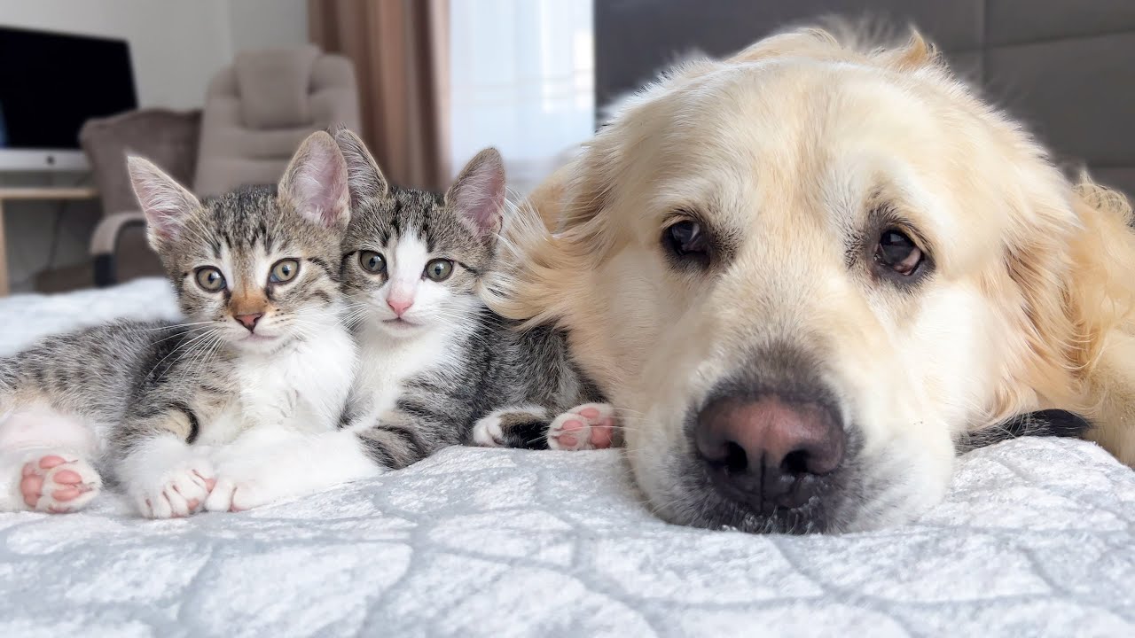 ゴールデンレトリバーと小さな子猫の友情