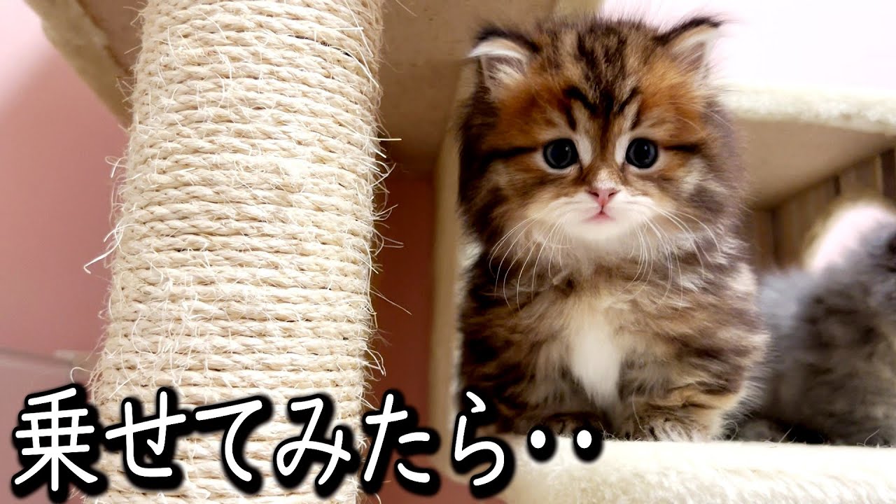 【マンチカンの子猫】子猫をキャットタワーに乗せてみたら降りれなくなる件 ∼猫のいる生活Vol.608∼ 出産動画 マンチカン短足・ミヌエット・ペルシャ猫専門ブリーダー『ペット蔵人』【子猫の成長記録】