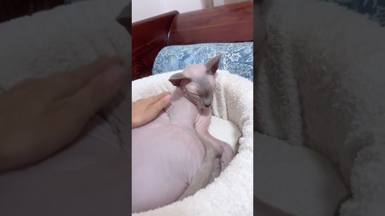 毛のない猫の肌の音【スフィンクス猫】